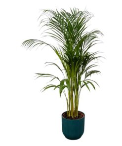 Areca palm – ↨110 cm – Ø 21 cm inklusive Elho Greenville Rund blau Ø D 24 x ↨H 23