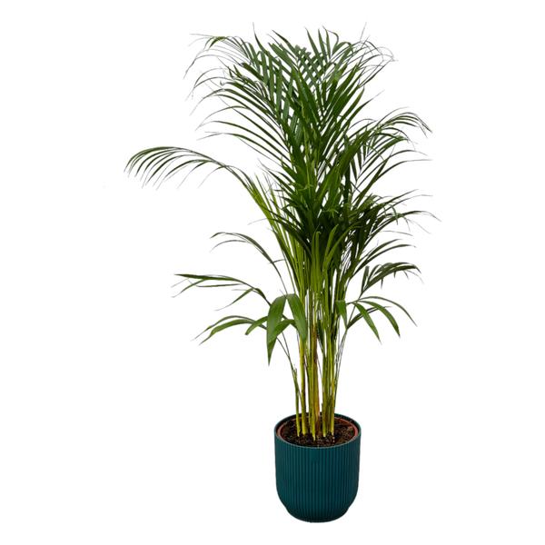 Areca palm – ↨110 cm – Ø 21 cm inklusive Elho Greenville Rund blau Ø D 24 x ↨H 23