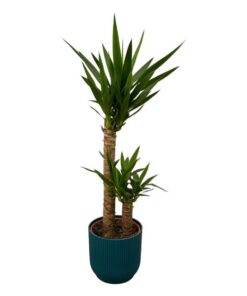 Yucca – ↨100cm – Ø21cm inclusief elho Vibes Fold Round blauw D22xH20