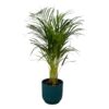 Areca palm – ↨85 cm – Ø19 cm inklusive Elho Greenville Rund blau ØD 22 x ↨H 20