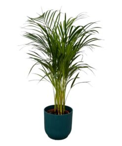 Areca palm – ↨85 cm – Ø19 cm inklusive Elho Greenville Rund blau ØD 22 x ↨H 20