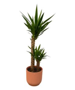 Yucca – ↨100cm – Ø21cm inclusief elho Vibes Fold Round roze D22xH20