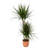 Dracaena Marginata – ↨120cm – Ø21cm inclusief elho Vibes Fold Round roze D22xH20