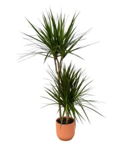 Dracaena Marginata – ↨120cm – Ø21cm inclusief elho Vibes Fold Round roze D22xH20