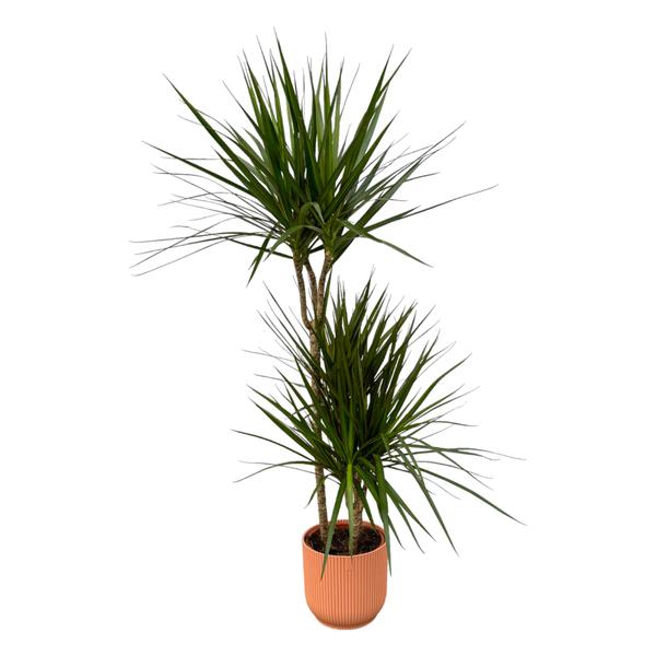 Dracaena Marginata – ↨120cm – Ø21cm inclusief elho Vibes Fold Round roze D22xH20