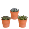 Echeveria-Mix 10,5 cm – 3x – in terracotta pot