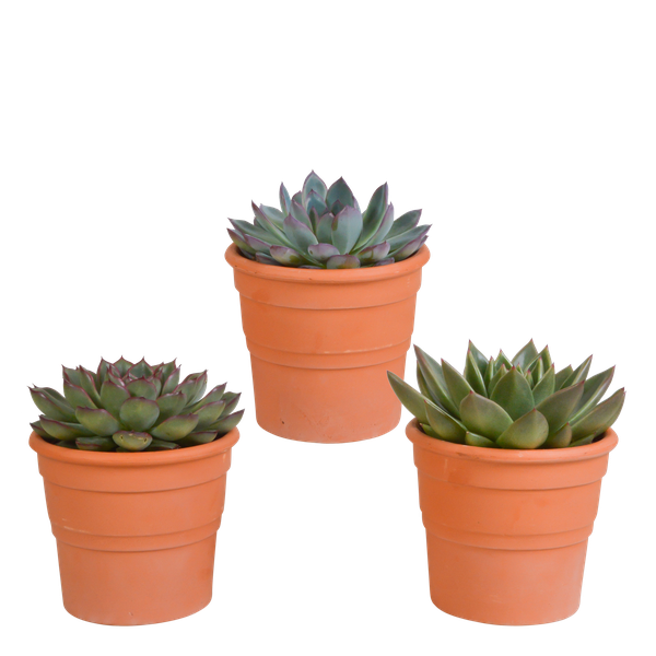 Echeveria-Mix 10,5 cm – 3x – in terracotta pot