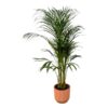 Areca palm – ↨110 cm – Ø 21 cm inklusive Elho Greenville Rund rosa Ø D 24 x ↨H 23