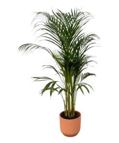 Areca palm – ↨110 cm – Ø 21 cm inklusive Elho Greenville Rund rosa Ø D 24 x ↨H 23