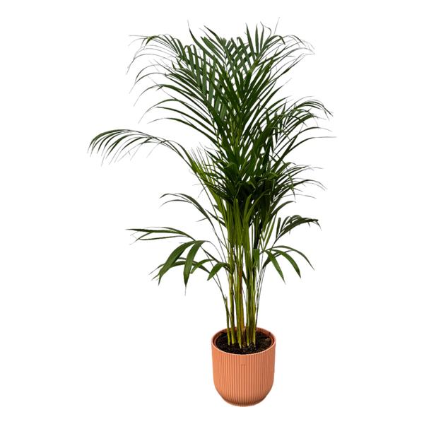 Areca palm – ↨110 cm – Ø 21 cm inklusive Elho Greenville Rund rosa Ø D 24 x ↨H 23