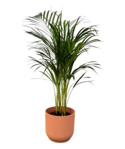 Areca palm – ↨85 cm – Ø19 cm inklusive Elho Greenville Rund rosa ØD 22 x ↨H 20