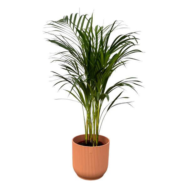 Areca palm – ↨85 cm – Ø19 cm inklusive Elho Greenville Rund rosa ØD 22 x ↨H 20