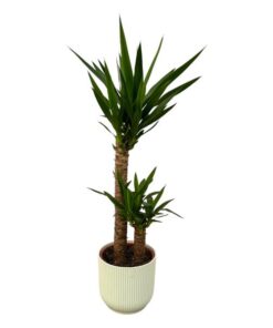 Yucca – ↨100cm – Ø21cm inclusief elho Vibes Fold Round wit D22xH20