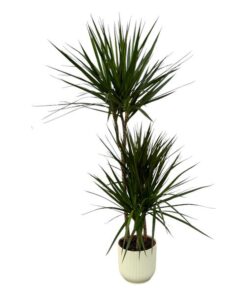 Dracaena Marginata – ↨120cm – Ø21cm inclusief elho Vibes Fold Round wit D22xH20