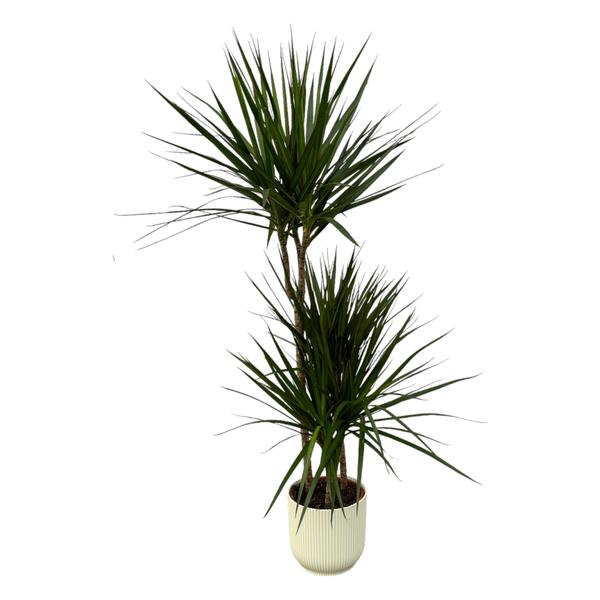 Dracaena Marginata – ↨120cm – Ø21cm inclusief elho Vibes Fold Round wit D22xH20