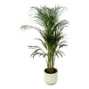 Areca palm – ↨110 cm – Ø 21 cm inklusive Elho Greenville Übertopf Rund weiß Ø D 22 x ↨H20