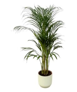 Areca palm – ↨110 cm – Ø 21 cm inklusive Elho Greenville Übertopf Rund weiß Ø D 22 x ↨H20