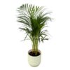 Areca palm – ↨85 cm – Ø19 cm inklusive Elho Greenville Rund weiß ØD 22 x ↨H 20