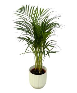 Areca palm – ↨85 cm – Ø19 cm inklusive Elho Greenville Rund weiß ØD 22 x ↨H 20