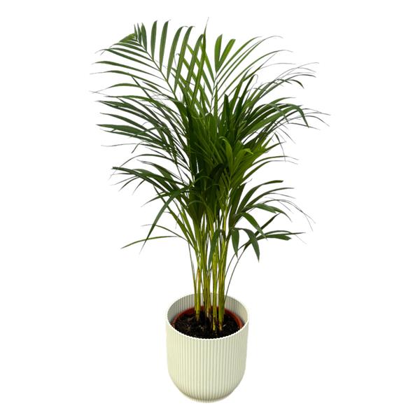 Areca palm – ↨85 cm – Ø19 cm inklusive Elho Greenville Rund weiß ØD 22 x ↨H 20