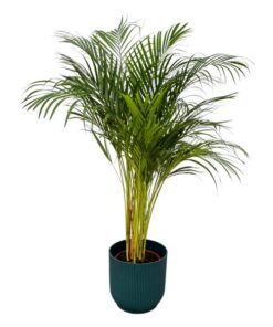 Areca palm – ↨130 cm – Ø24 cm inklusive Elho Greenville Übertopf Rund blau ØD 30 x ↨H 27