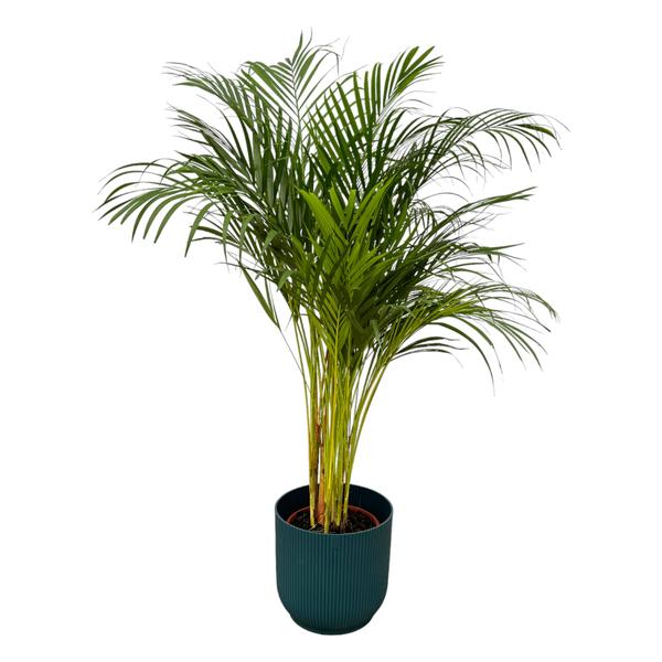 Areca palm – ↨130 cm – Ø24 cm inklusive Elho Greenville Übertopf Rund blau ØD 30 x ↨H 27