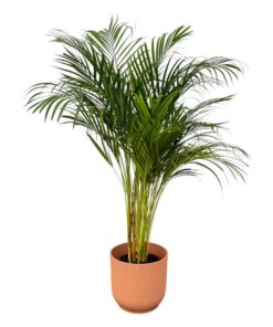 Areca palm – ↨130 cm – Ø24 cm inklusive Elho Greenville Rund rosa ØD 30 x ↨H 27