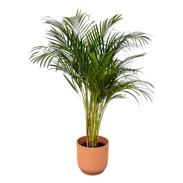 Areca palm – ↨130 cm – Ø24 cm inklusive Elho Greenville Rund rosa ØD 30 x ↨H 27