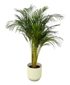 Areca palm – ↨130 cm – Ø24 cm inklusive Elho Greenville Rund weiß ØD 30 x ↨H 27