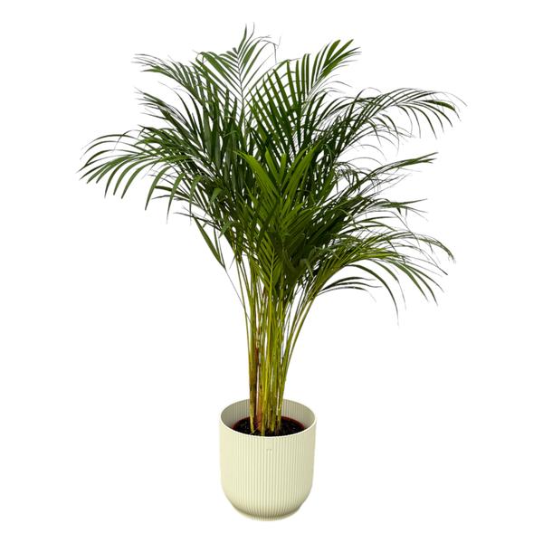 Areca palm – ↨130 cm – Ø24 cm inklusive Elho Greenville Rund weiß ØD 30 x ↨H 27