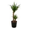 Yucca – ↨100cm – Ø21cm inclusief elho Greenville Round zwart D24xH23