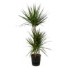 Dracaena Marginata – ↨120cm – Ø21cm inclusief elho Greenville Round zwart D24xH23