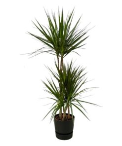 Dracaena Marginata – ↨120cm – Ø21cm inclusief elho Greenville Round zwart D24xH23