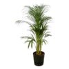 Areca palm – ↨110cm – Ø21cm inklusive Elho Greenville Rund schwarz Ø D 24 x ↨H 23