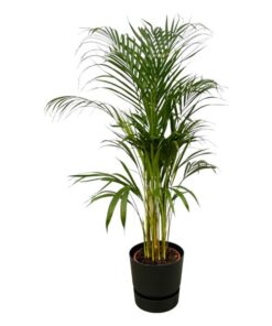 Areca palm – ↨110cm – Ø21cm inklusive Elho Greenville Rund schwarz Ø D 24 x ↨H 23