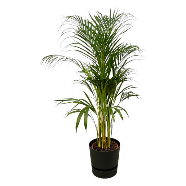 Areca palm – ↨110cm – Ø21cm inklusive Elho Greenville Rund schwarz Ø D 24 x ↨H 23