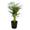 Areca palm – ↨85 cm – Ø19 cm inklusive Elho Greenville Rund schwarz ØD 24 x ↨H 23