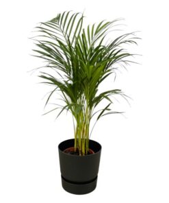 Areca palm – ↨85 cm – Ø19 cm inklusive Elho Greenville Rund schwarz ØD 24 x ↨H 23