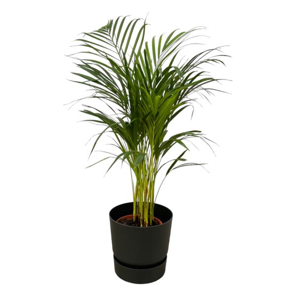 Areca palm – ↨85 cm – Ø19 cm inklusive Elho Greenville Rund schwarz ØD 24 x ↨H 23