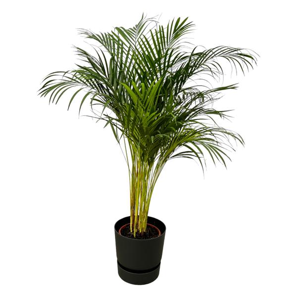 Areca palm – ↨130 cm – Ø24 cm inklusive Elho Greenville Rund schwarz ØD 30 x ↨H 28