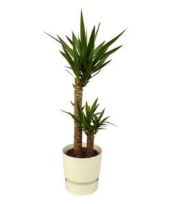 Yucca – ↨100cm – Ø21cm inclusief elho Greenville Round wit D24xH23