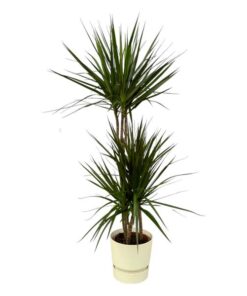 Dracaena Marginata – ↨120cm – Ø21cm inclusief elho Greenville Round wit D24xH23