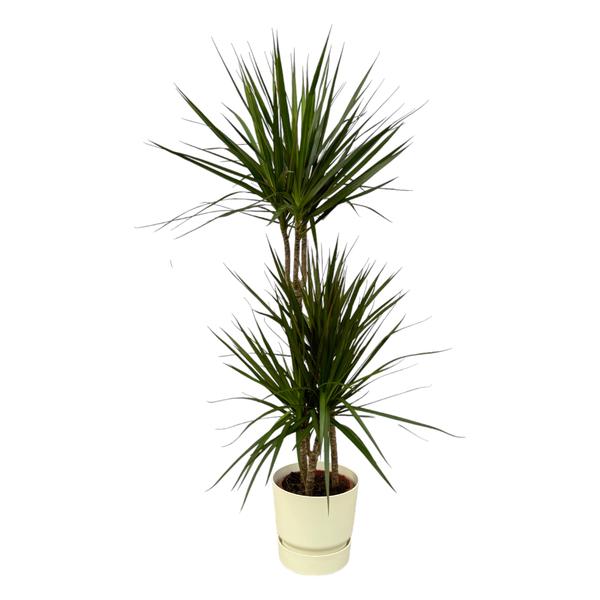 Dracaena Marginata – ↨120cm – Ø21cm inclusief elho Greenville Round wit D24xH23