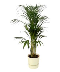 Areca palm – ↨110 cm – Ø 21 cm inklusive Elho Greenville Rund weiß ØD 24 x ↨H23