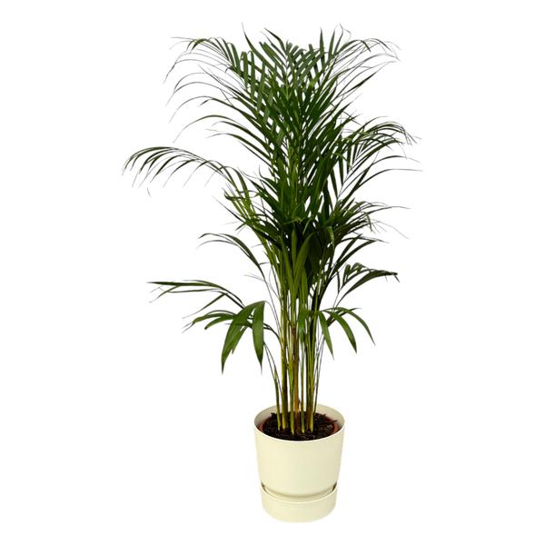 Areca palm – ↨110 cm – Ø 21 cm inklusive Elho Greenville Rund weiß ØD 24 x ↨H23