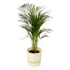 Areca palm – ↨85 cm – Ø19 cm inklusive Elho Greenville Rund weiß ØD 24 x ↨H 23