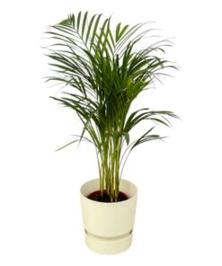 Areca palm – ↨85 cm – Ø19 cm inklusive Elho Greenville Rund weiß ØD 24 x ↨H 23