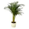 Areca palm – ↨130 cm – Ø24 cm inklusive Elho Greenville Rund weiß ØD 30 x ↨H 28