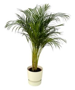 Areca palm – ↨130 cm – Ø24 cm inklusive Elho Greenville Rund weiß ØD 30 x ↨H 28