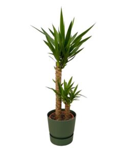 Yucca – ↨100cm – Ø21cm inclusief elho Greenville Round groen D24xH23